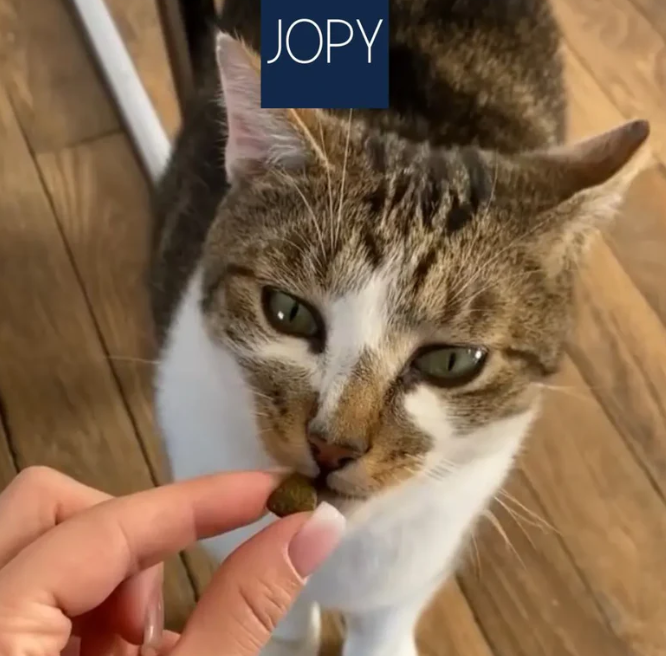 Les Friandises Confort Articulaire